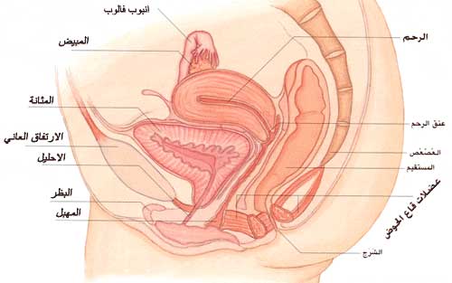 رسم توضيحي لمهبل فتاة عذراء - اشكال مهبل البنت 2829 6