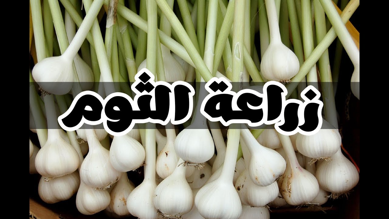 زراعة الثوم في المنزل , كيف تزرع الثوم بمنتهى السهوله