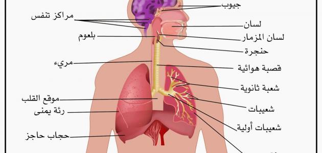 اجزاء الجهاز التنفسي , ازاي نحافظ عن جهازنا التنفسي من اي ضرر