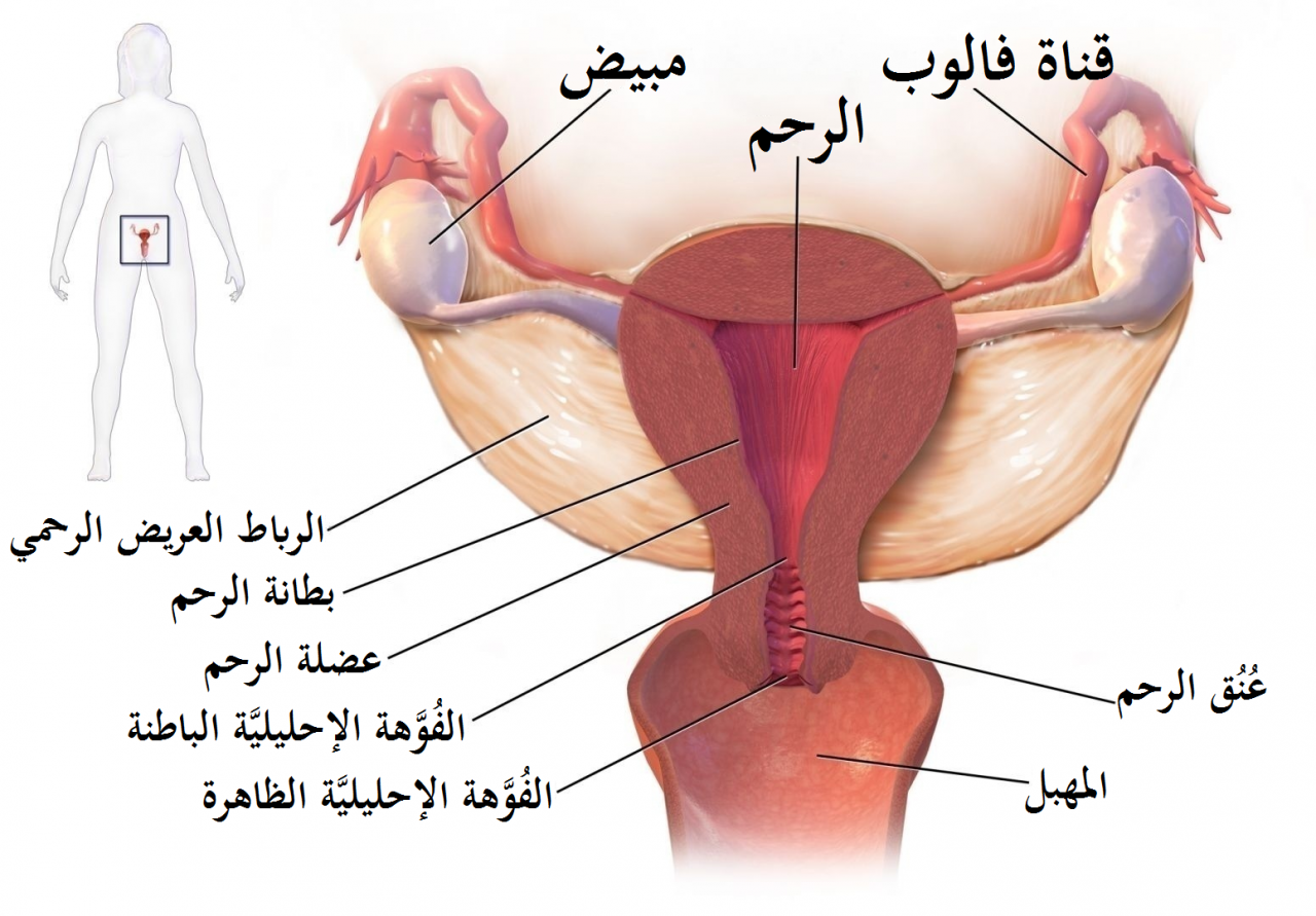 رسم توضيحي لمهبل فتاة عذراء - اشكال مهبل البنت 2829