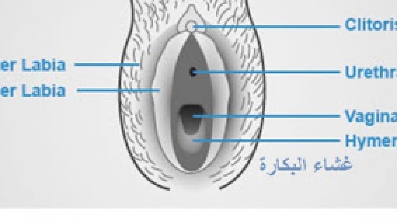 رسم توضيحي لمهبل فتاة عذراء - اشكال مهبل البنت 2829 3