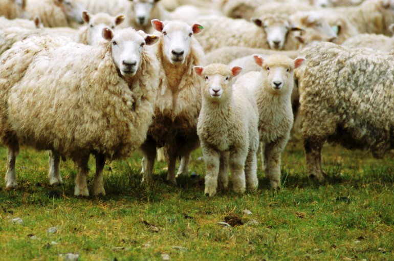 تربية الغنم في المنزل ، افضل طريقة للاعتناء بالغنم داخل البيت Sheep Farming