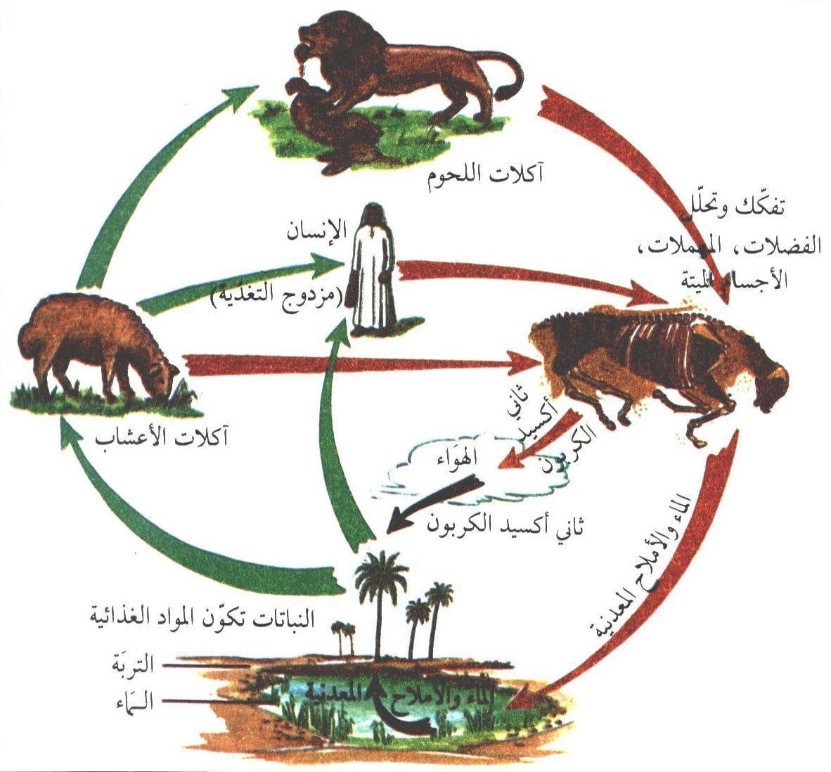 سلاسل غذائية في بيئات مختلفة , الغذاء الصحيح للجسم