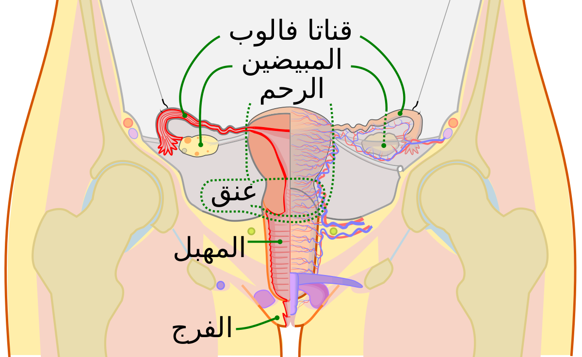 رسم توضيحي لمهبل فتاة عذراء - اشكال مهبل البنت 2935