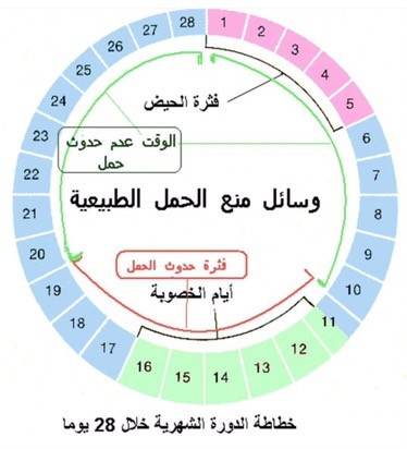 ايام التبويض للمراة - حساب ايام التوبيض 1610 2