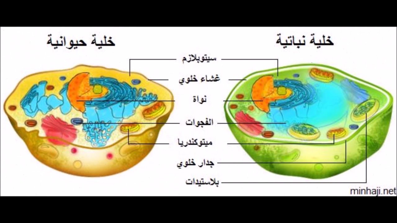 الفرق بين الخلية النباتية والحيوانية - وما هي الفوائد العديدة التي تعبرها 5955 2