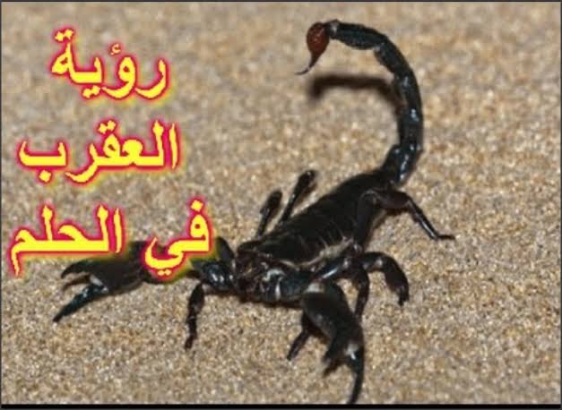 تفسير حلم بعقرب , ما معني حلم العقرب