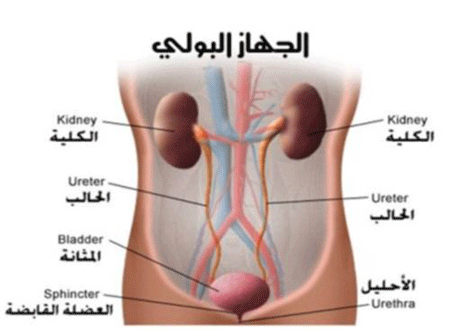 اسباب حرقان البول - اسباب حرقان البول مابين الخطوره والبساطه 2099 1