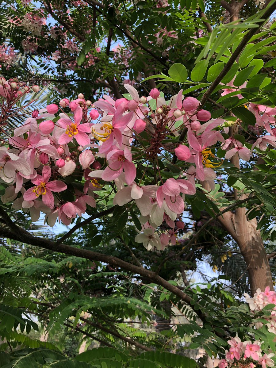 صور عن الشجر , جممال طبيعي رائع