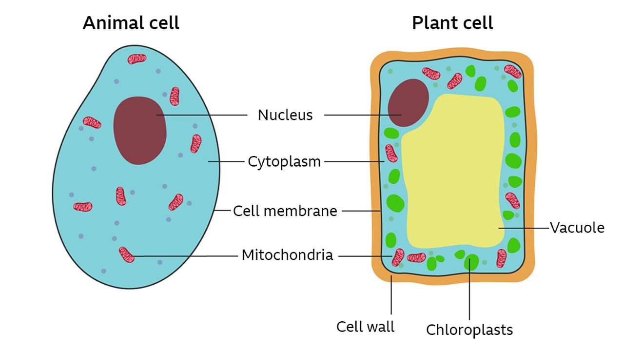 الاختلاف بين الخلية النباتية والحيوانية