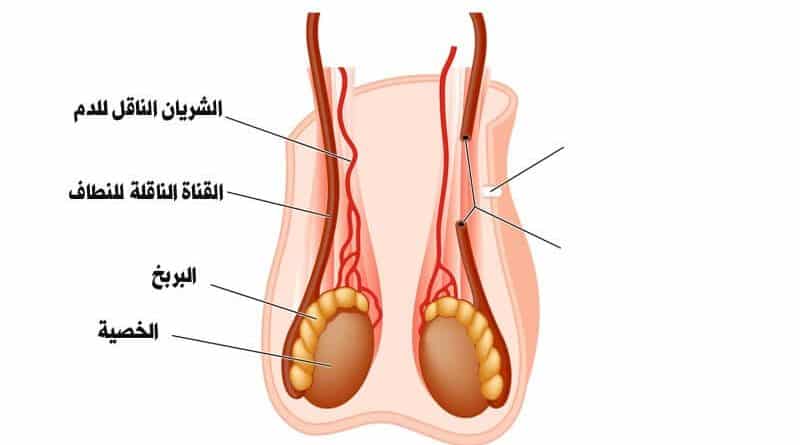 خاايف تكون مشكله كبيره وانا مهمل فيها , الم في الخصية اليمنى والفخذ الايمن